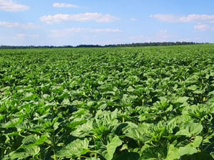 Dobronravov AGRO Agrosanoat Xoldingi Bryansk