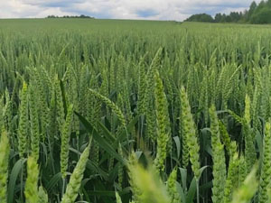 Dobronravov AGRO Agrosanoat Xoldingi Bryansk