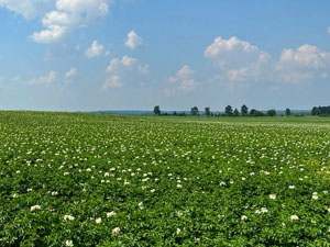 Dobronravov AGRO Agrosanoat Xoldingi Bryansk