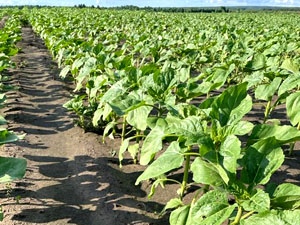 Dobronravov AGRO Agrosanoat Xoldingi Bryansk