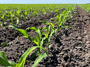 Dobronravov AGRO Agrosanoat Xoldingi Bryansk