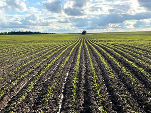 Dobronravov AGRO Agrosanoat Xoldingi Bryansk