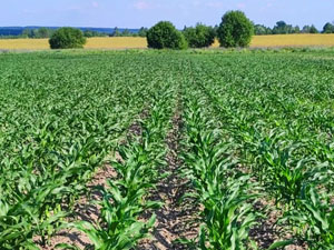 Dobronravov AGRO Agrosanoat Xoldingi Bryansk