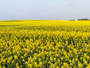 Dobronravov AGRO Agrosanoat Xoldingi Bryansk