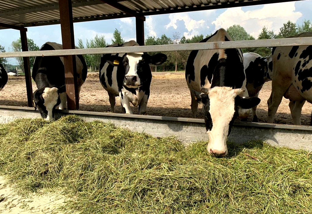QORAMOL Dobronravov AGRO Agrosanoat Xoldingi