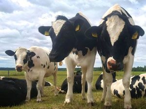 Dobronravov AGRO Agrosanoat Xoldingining yosh qoramollari