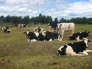 Dobronravov AGRO  Agrosanoat Xoldingi g'unajinlari