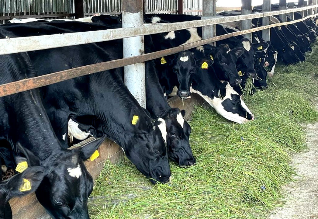 QORAMOL Dobronravov AGRO Agrosanoat Xoldingi